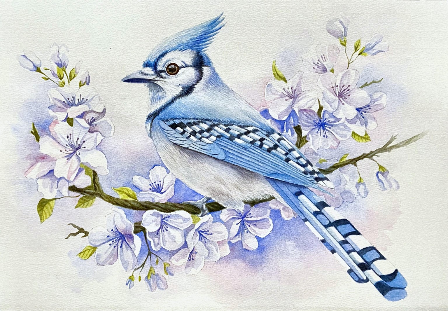 Blue jay - image 3 - student project