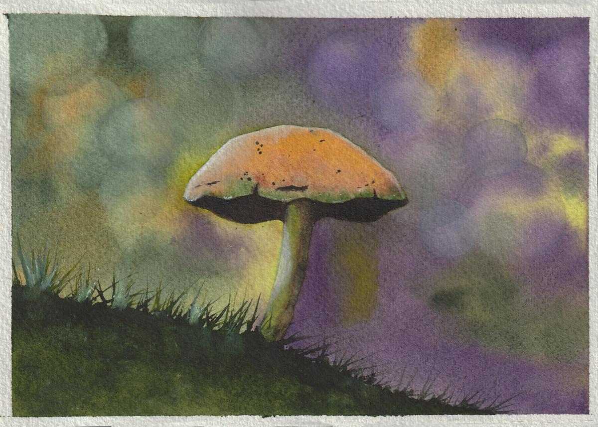 mushroom bokeh - image 1 - student project