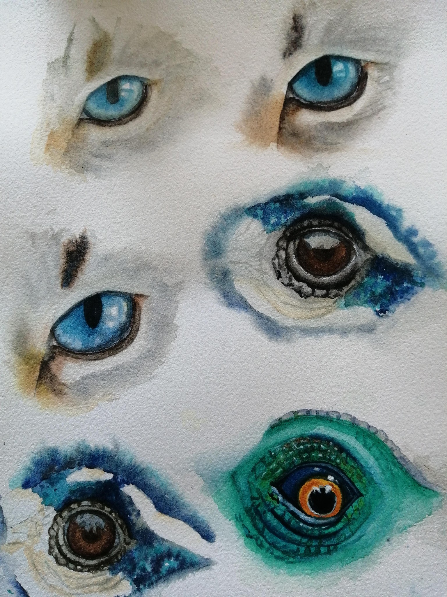 Yeux d'animaux - image 1 - student project