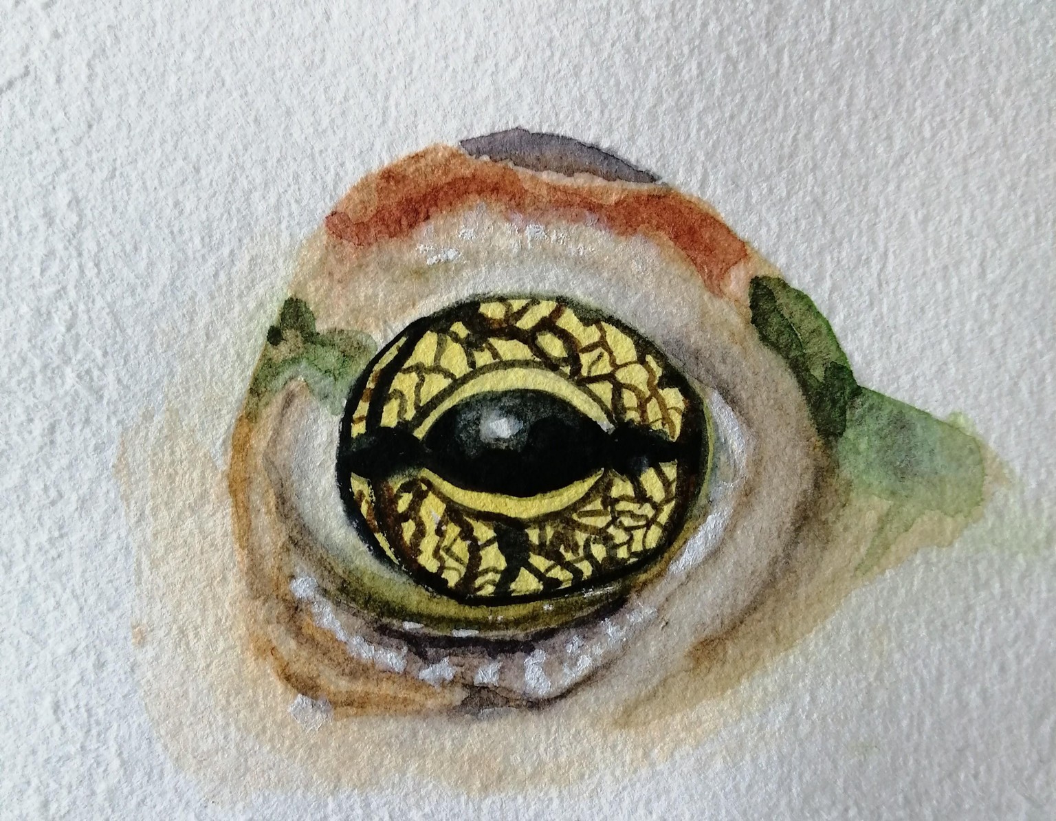 Yeux d'animaux - image 2 - student project
