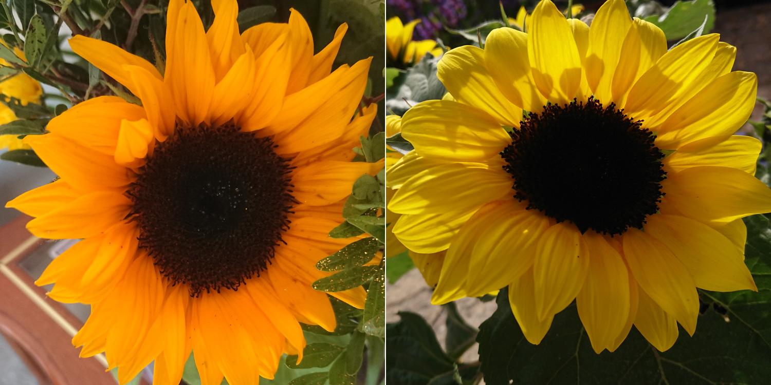 Sunflower - image 1 - student project