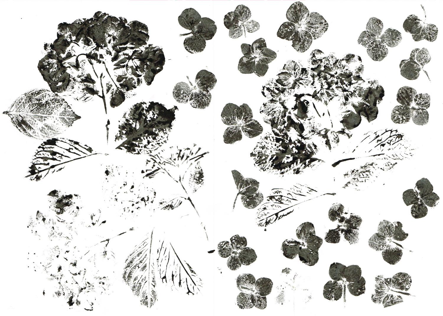 Inked Hydrangea - image 1 - student project