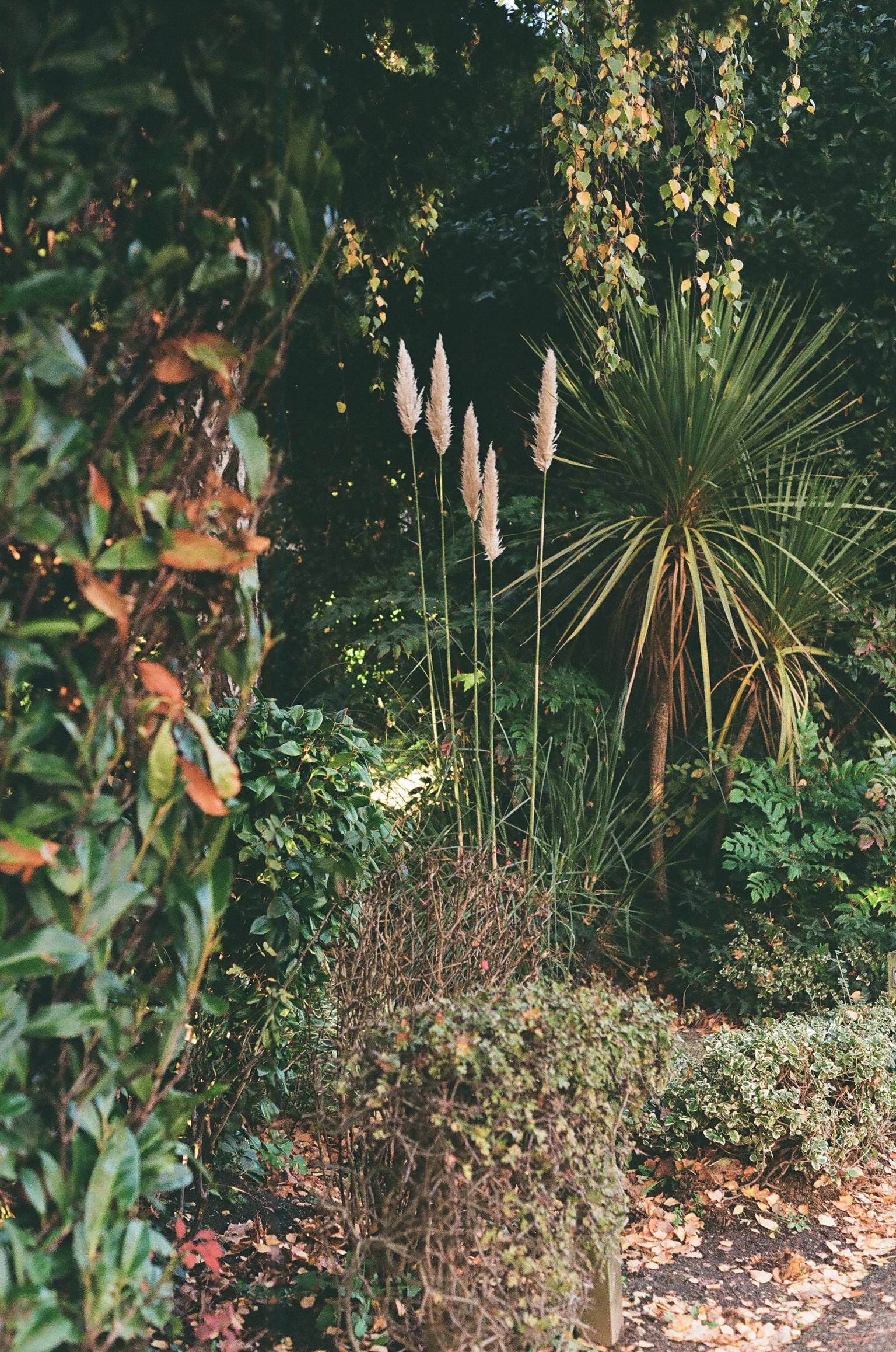 My first roll of 35mm - image 3 - student project