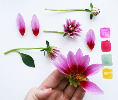 Color Palette Inspiration from the Dahlia Flower - image 1 - student project