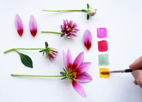 Color Palette Inspiration from the Dahlia Flower - image 2 - student project