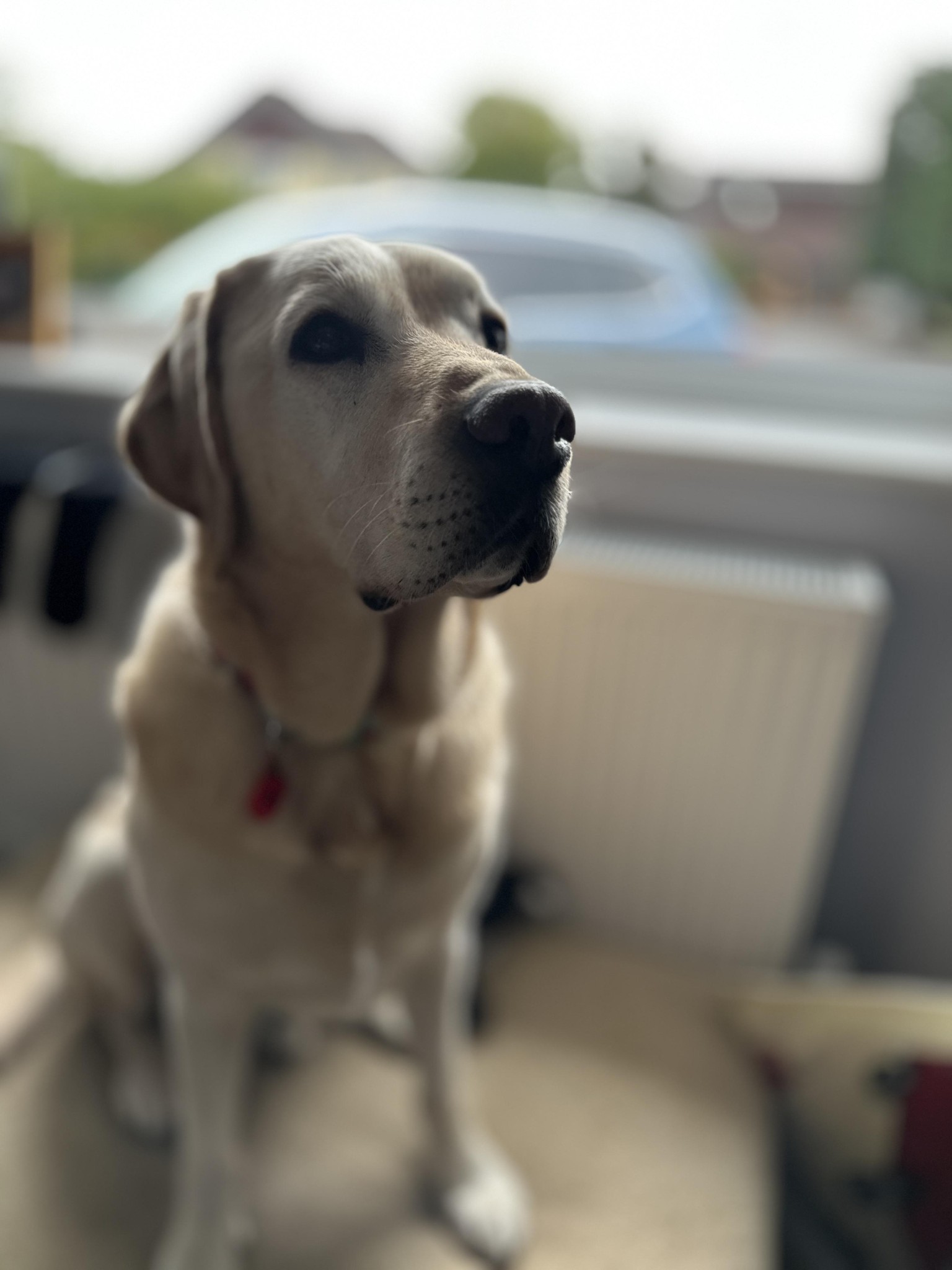 IPHONE 14 PRO PHOTOGRAPHY - image 1 - student project