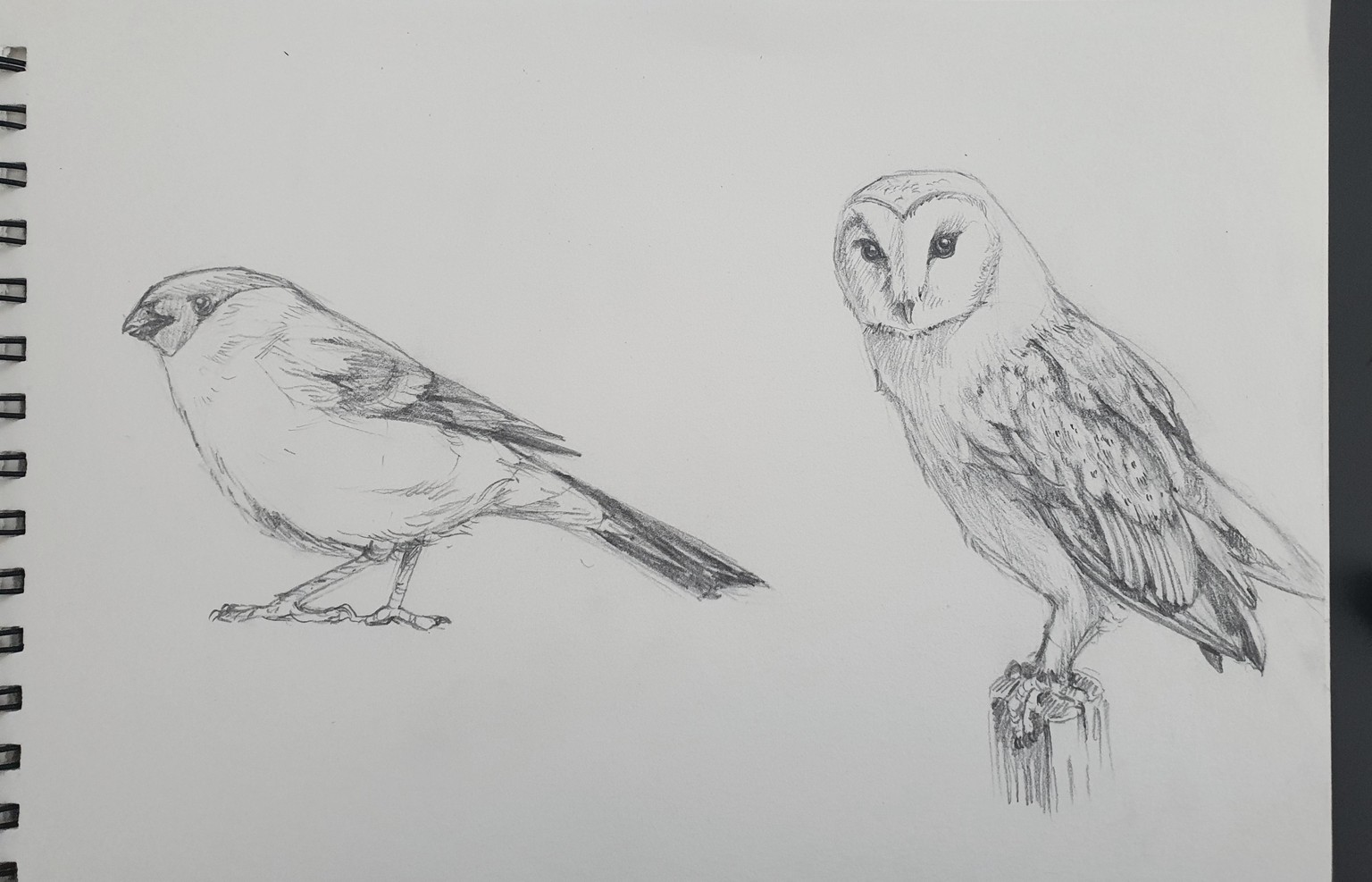 Birds - image 1 - student project