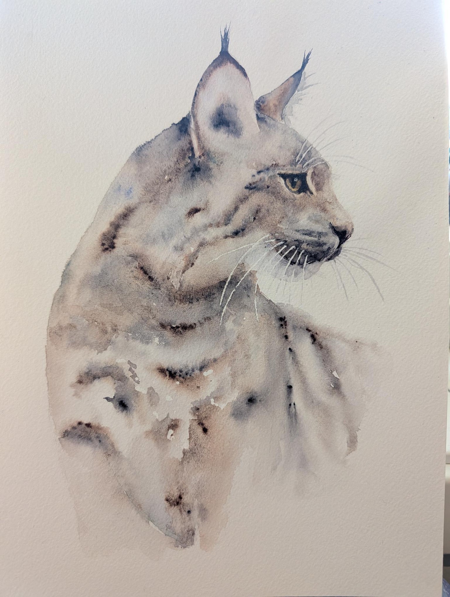 Lynx - image 1 - student project