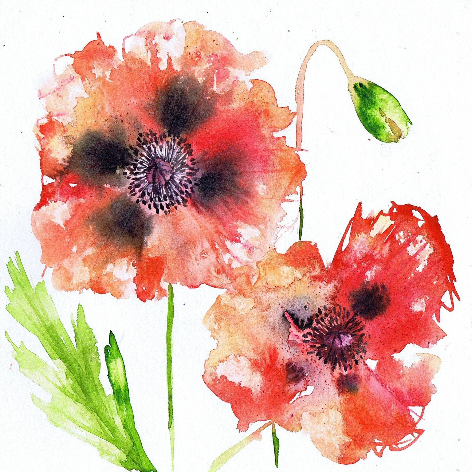 vibrant loose wet on wet watercolour poppies - image 1 - student project
