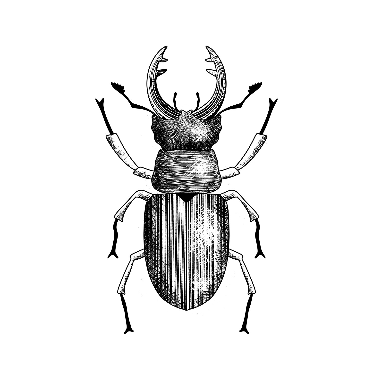 10 days of moths & beetles - image 3 - student project