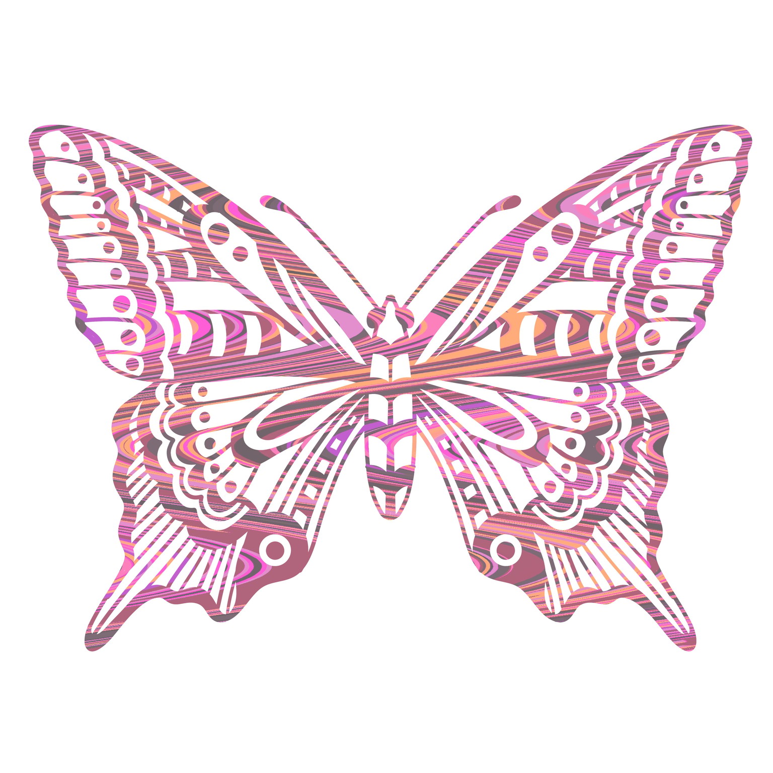 10 days of moths & beetles - image 4 - student project