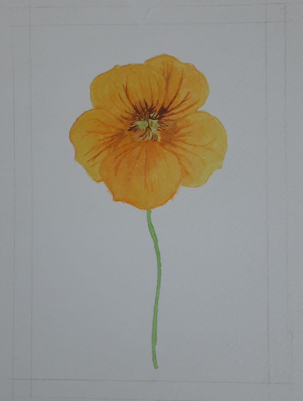 Nasturtium - image 1 - student project