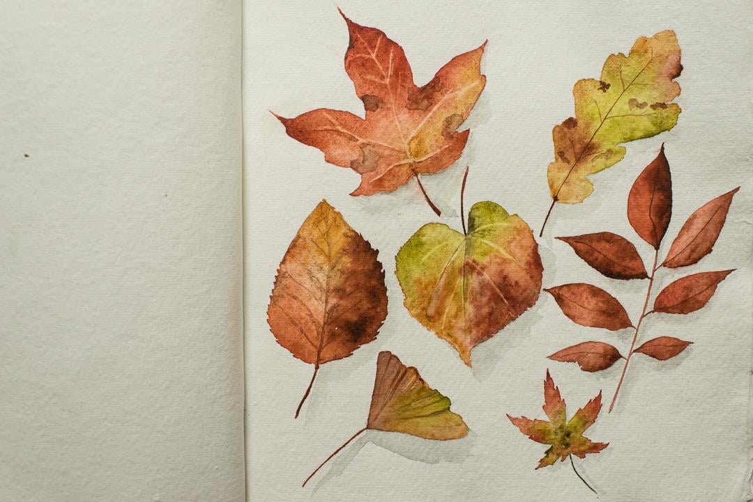 Realistic Fall Leaves in Watercolor - image 1 - student project