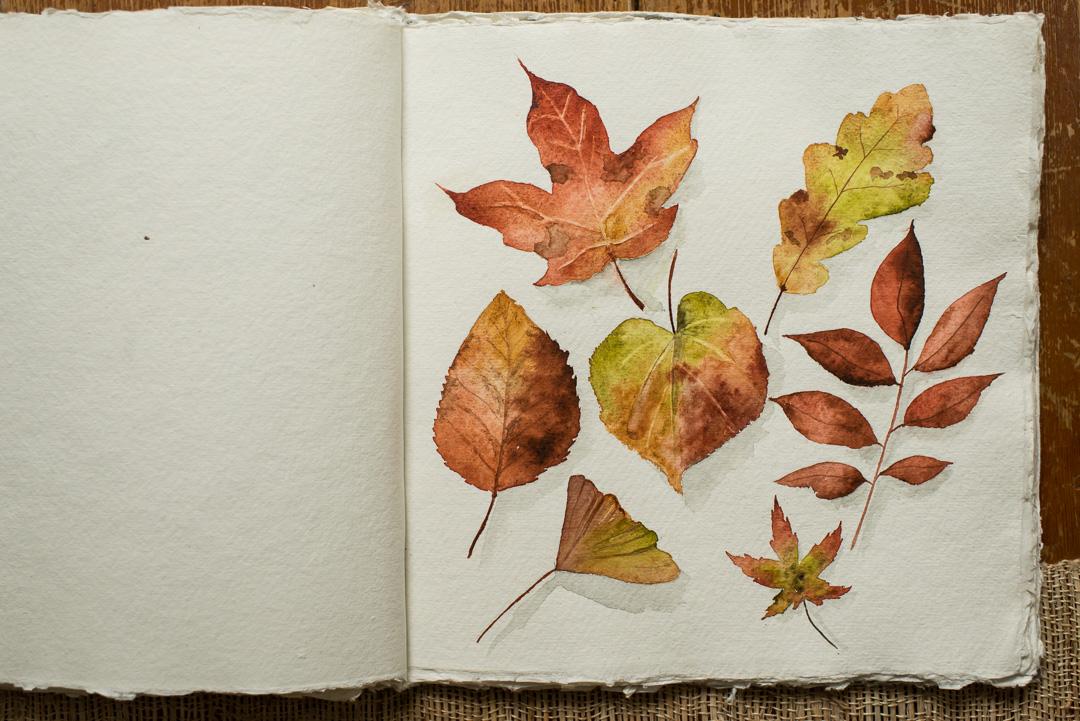 Realistic Fall Leaves in Watercolor - image 2 - student project