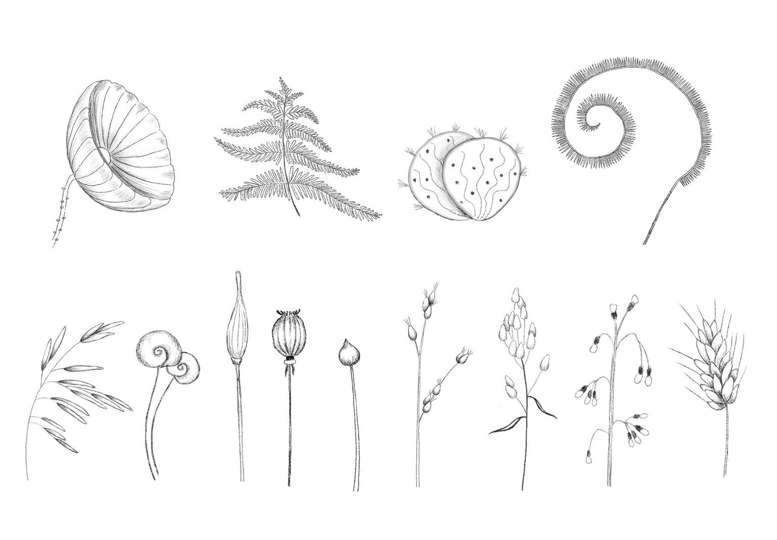 Wild plants - image 1 - student project