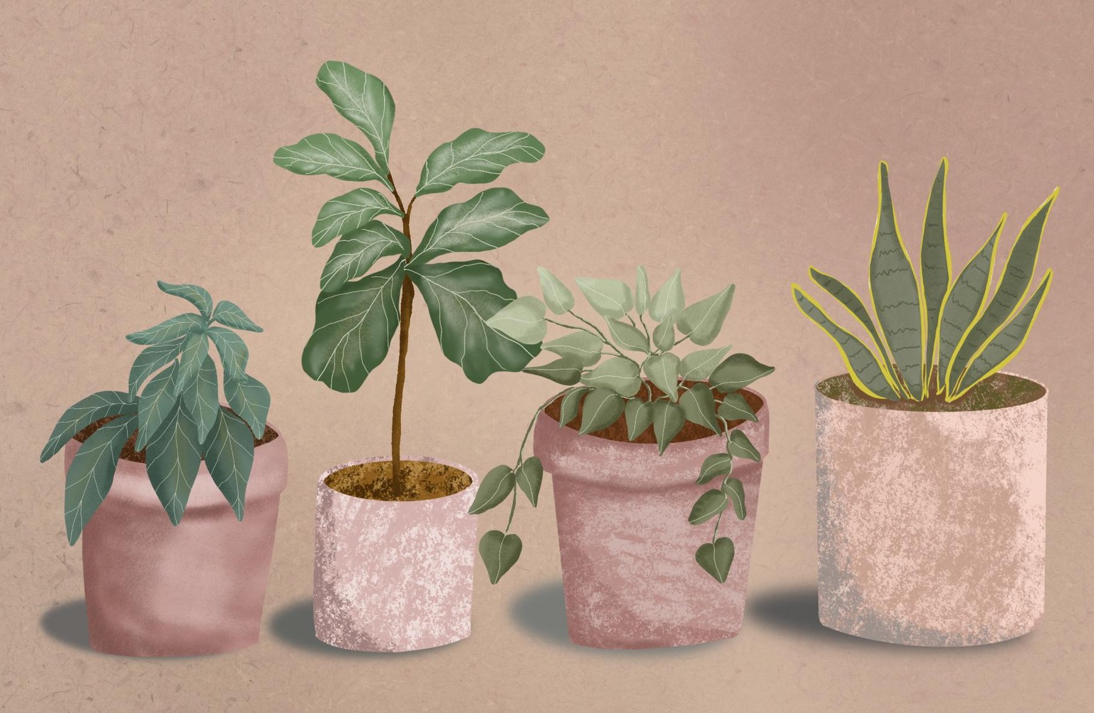 House Plants - image 1 - student project