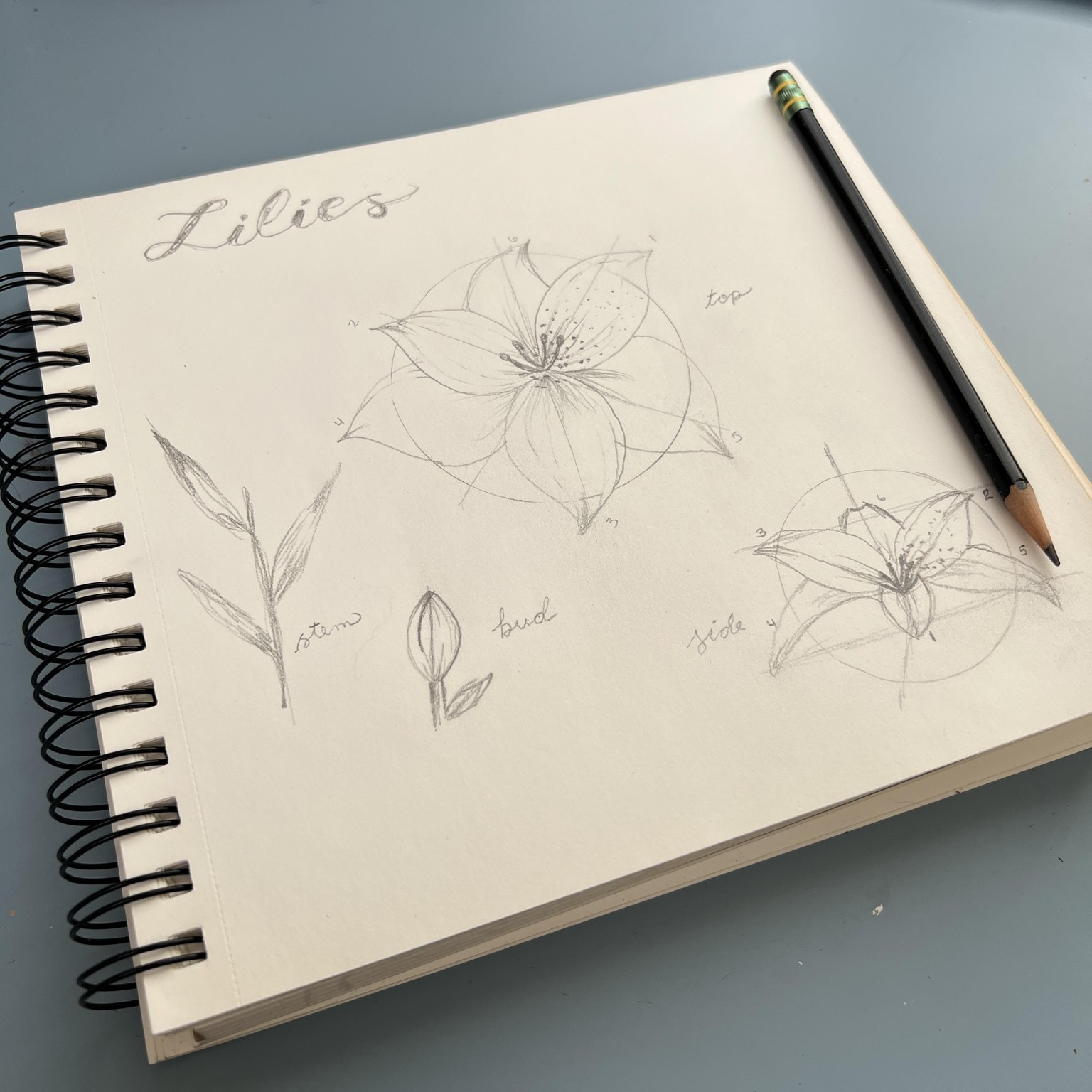 How to draw lilies - image 1 - student project