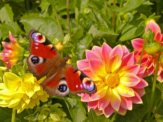 nature in the city - image 1 - student project