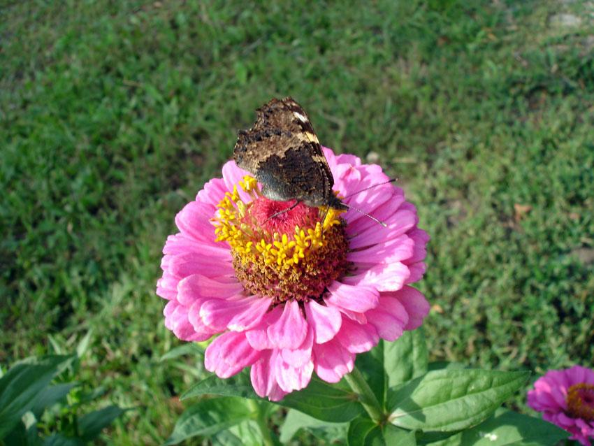 nature in the city - image 2 - student project