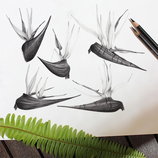 Birds of Paradise - image 5 - student project