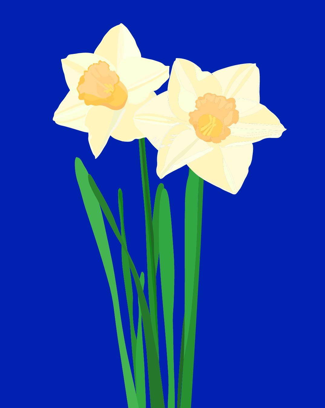 Daffodil Botanical with Simple Outlining/Coloring - image 1 - student project