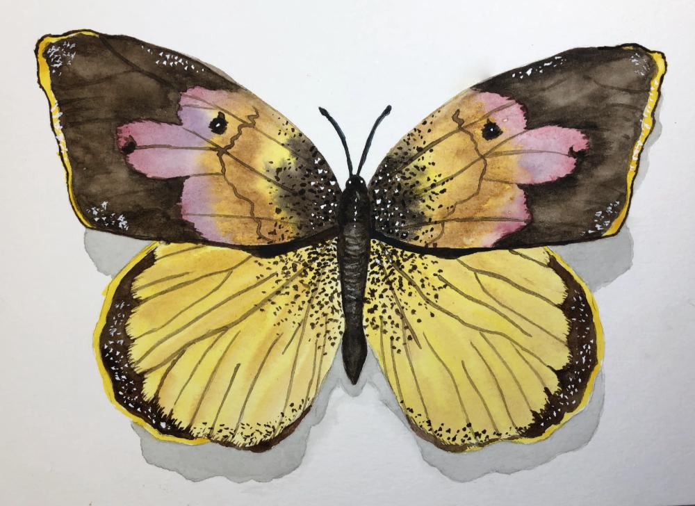 Dogface Butterfly - image 1 - student project