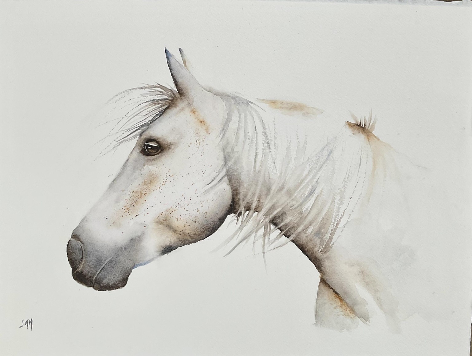Italian Horse - image 1 - student project