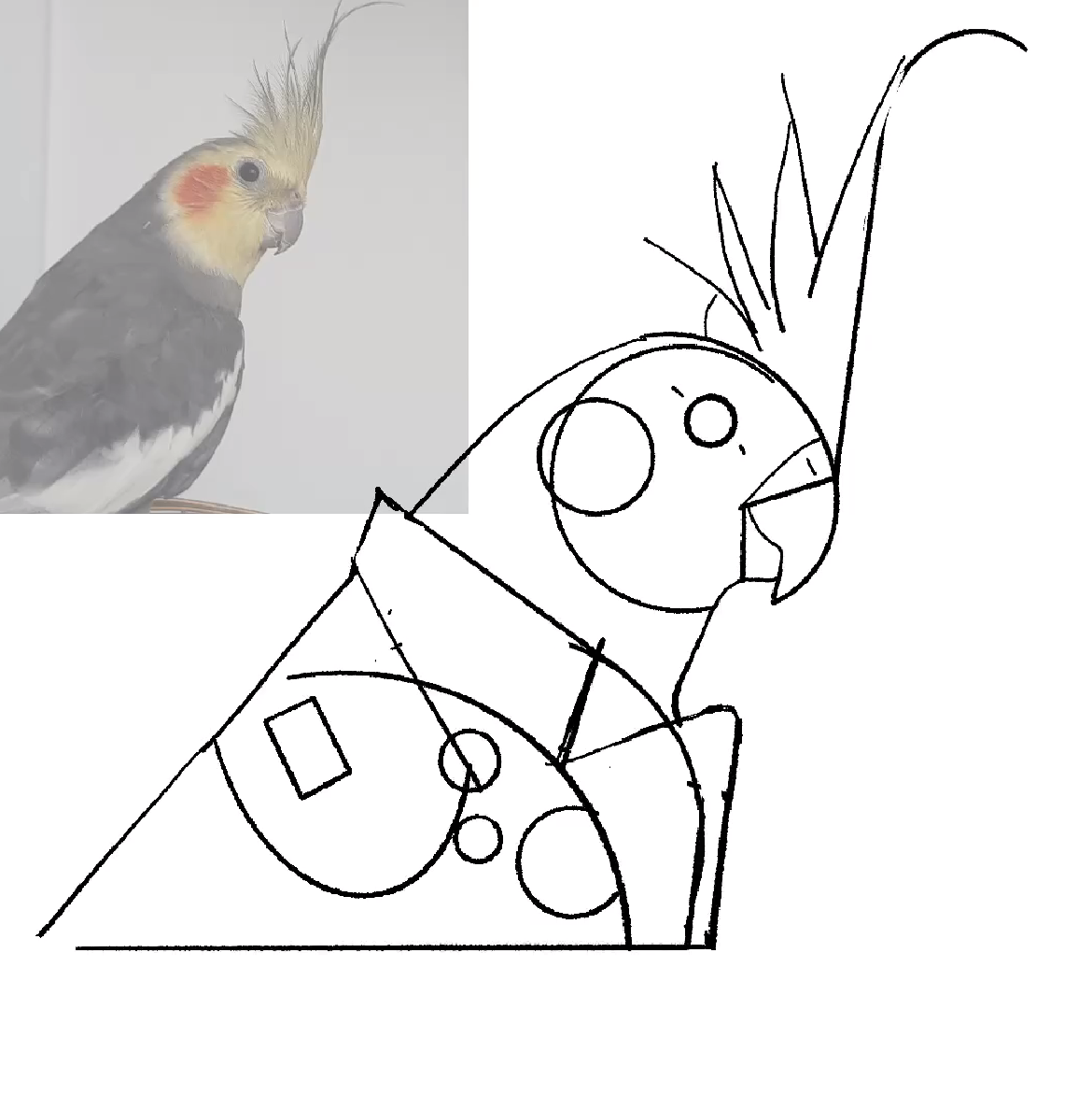 Portrait of Pütyi, the parrot - image 4 - student project