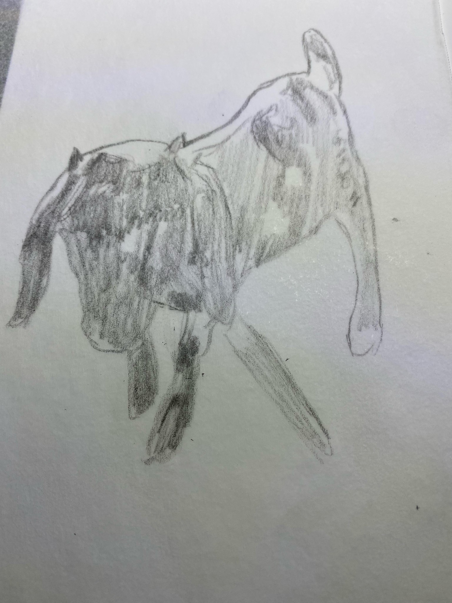Franny - image 3 - student project