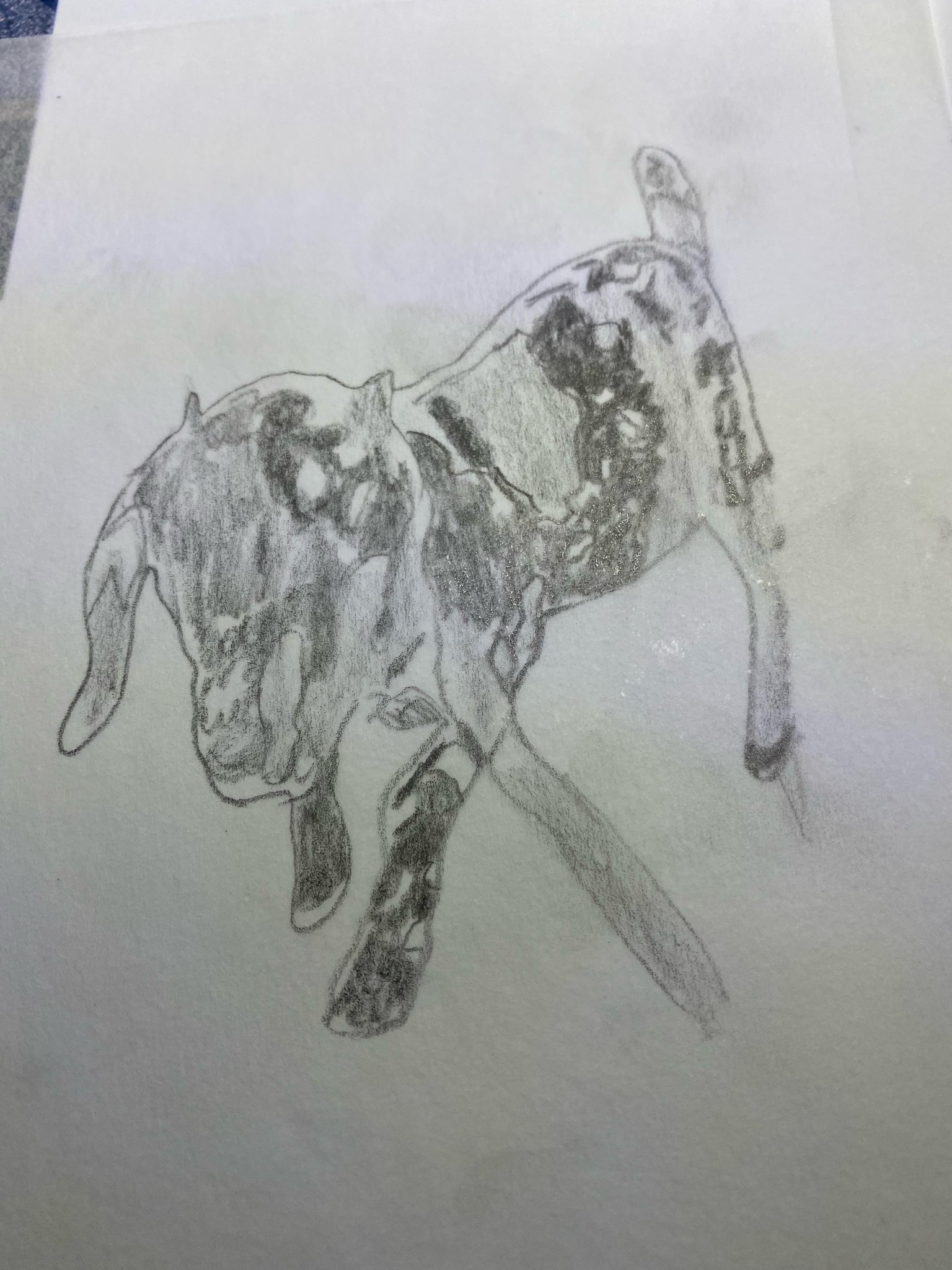 Franny - image 2 - student project