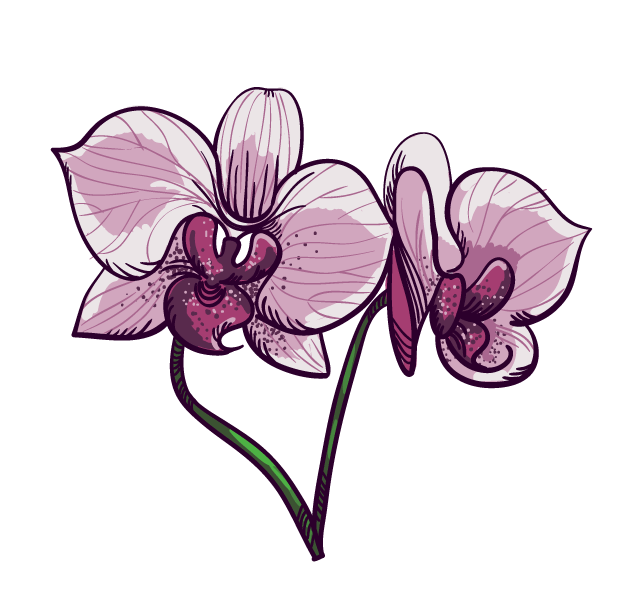 Orchid and strawberry - image 4 - student project
