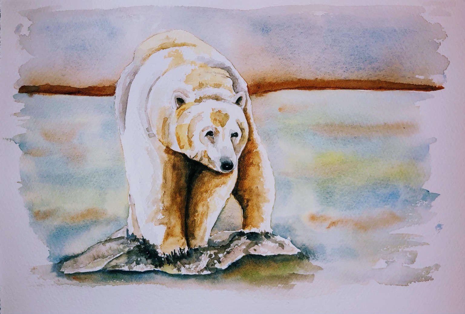 Orso polare - image 1 - student project