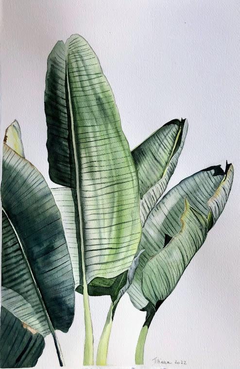 Illustrazione dell'acquerello del gigante del paradiso - image 1 - student project