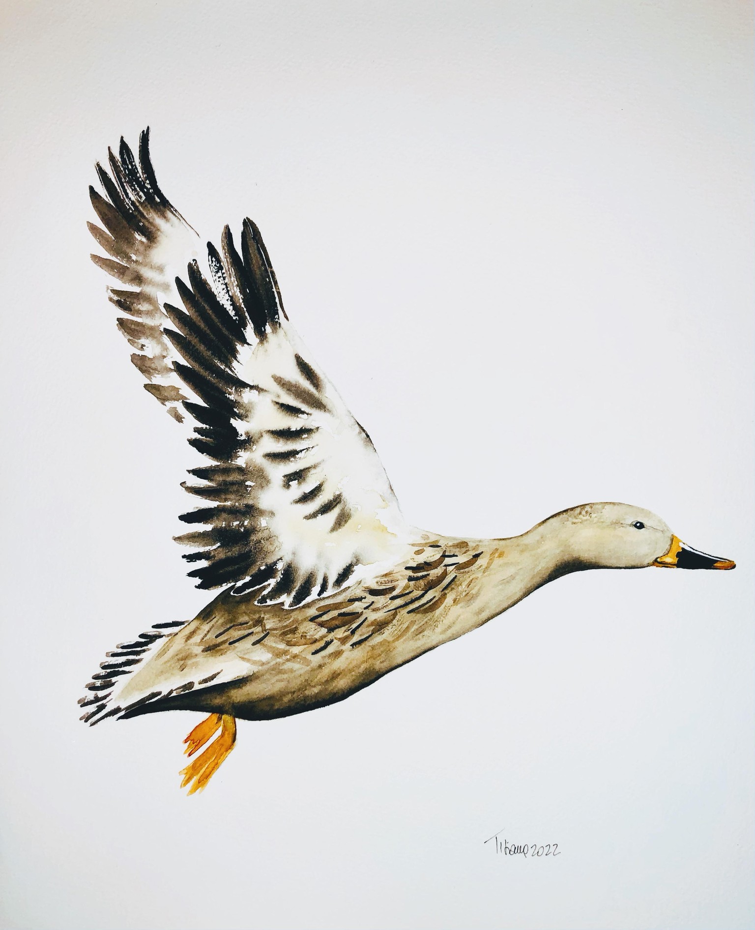 Anatra volante - image 1 - student project