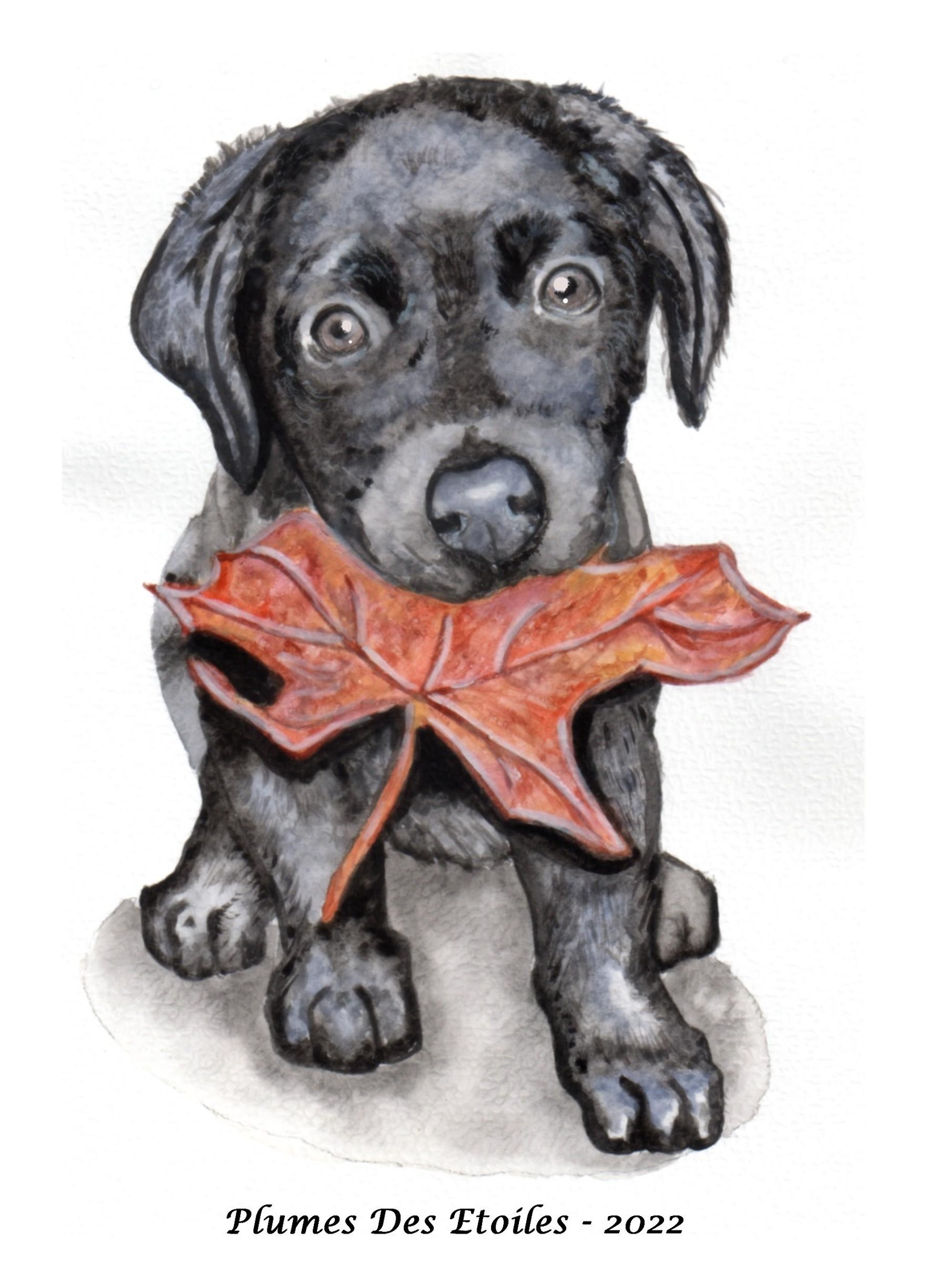 Black Lab Puppy - image 1 - student project