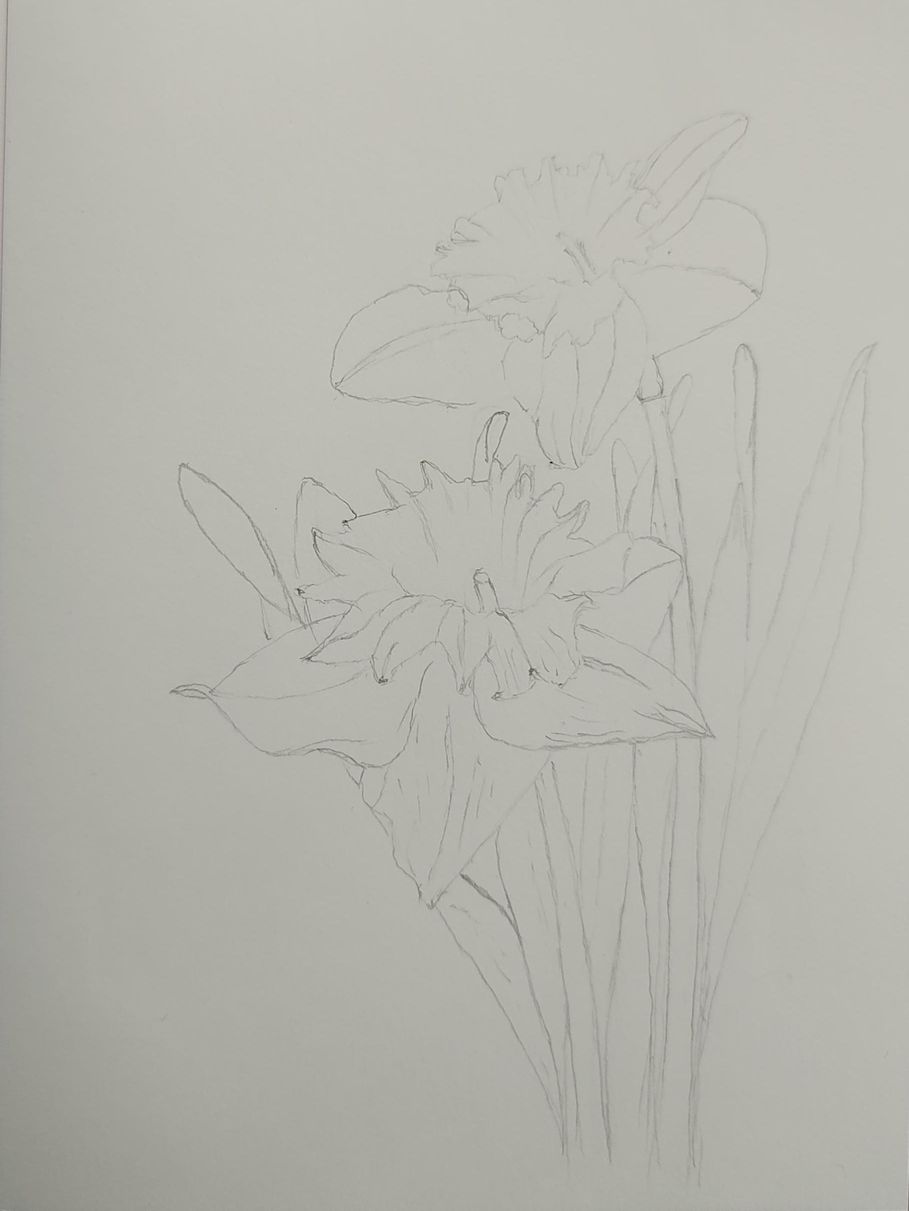 230512_Daffodils - image 1 - student project