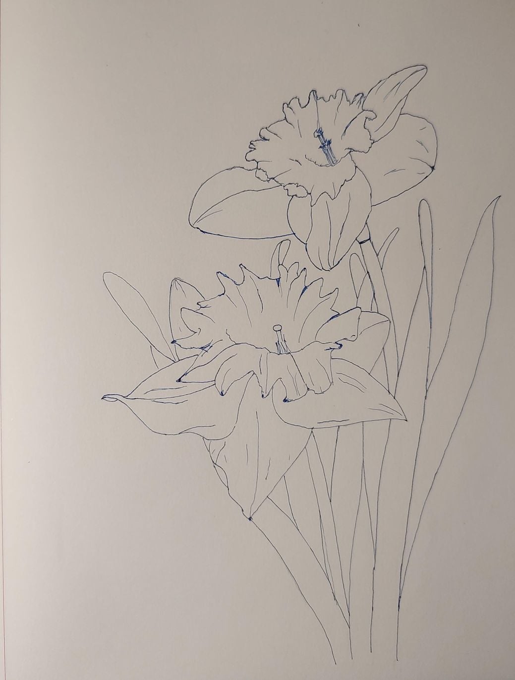 230512_Daffodils - image 2 - student project