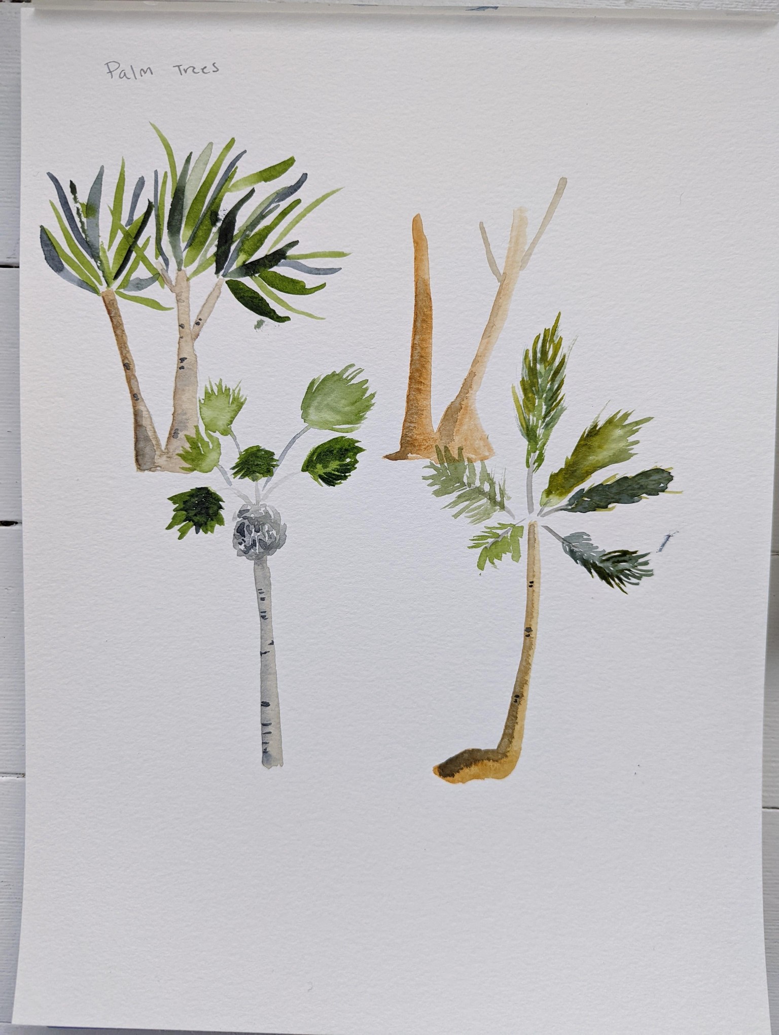 Tropical Studies and Palm Trees - image 2 - student project
