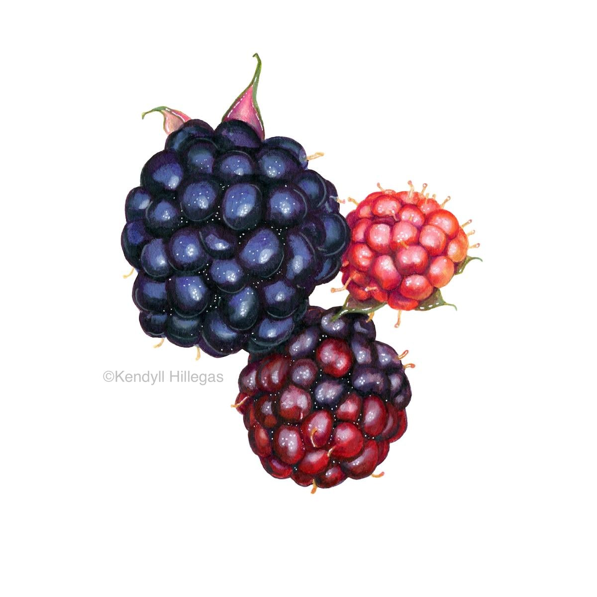 Blackberry Cluster (Sample Project) - image 2 - student project