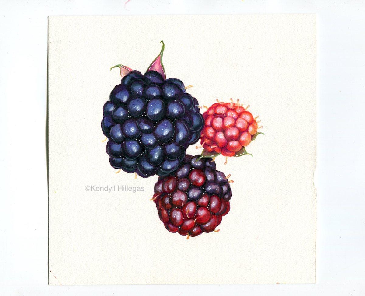 Blackberry Cluster (Sample Project) - image 1 - student project