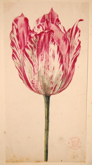 Vintage-inspired Tulip (Sample Project) - image 1 - student project
