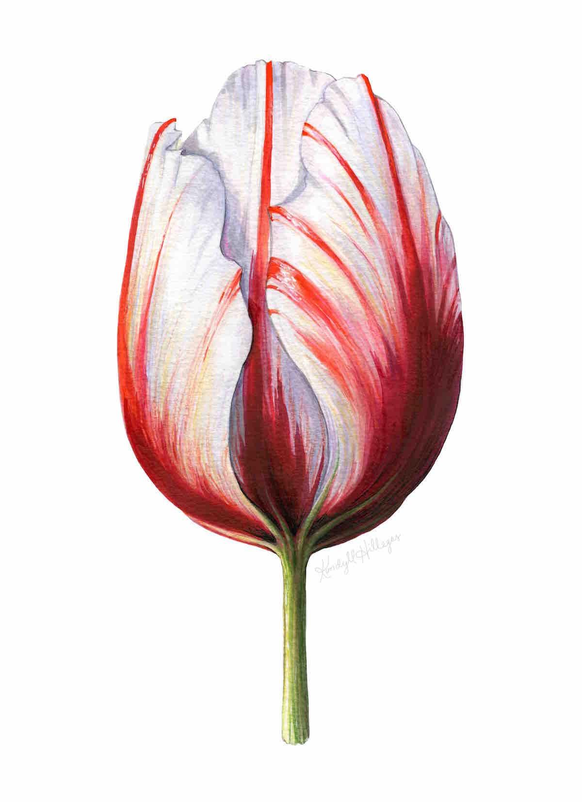 Vintage-inspired Tulip (Sample Project) - image 5 - student project