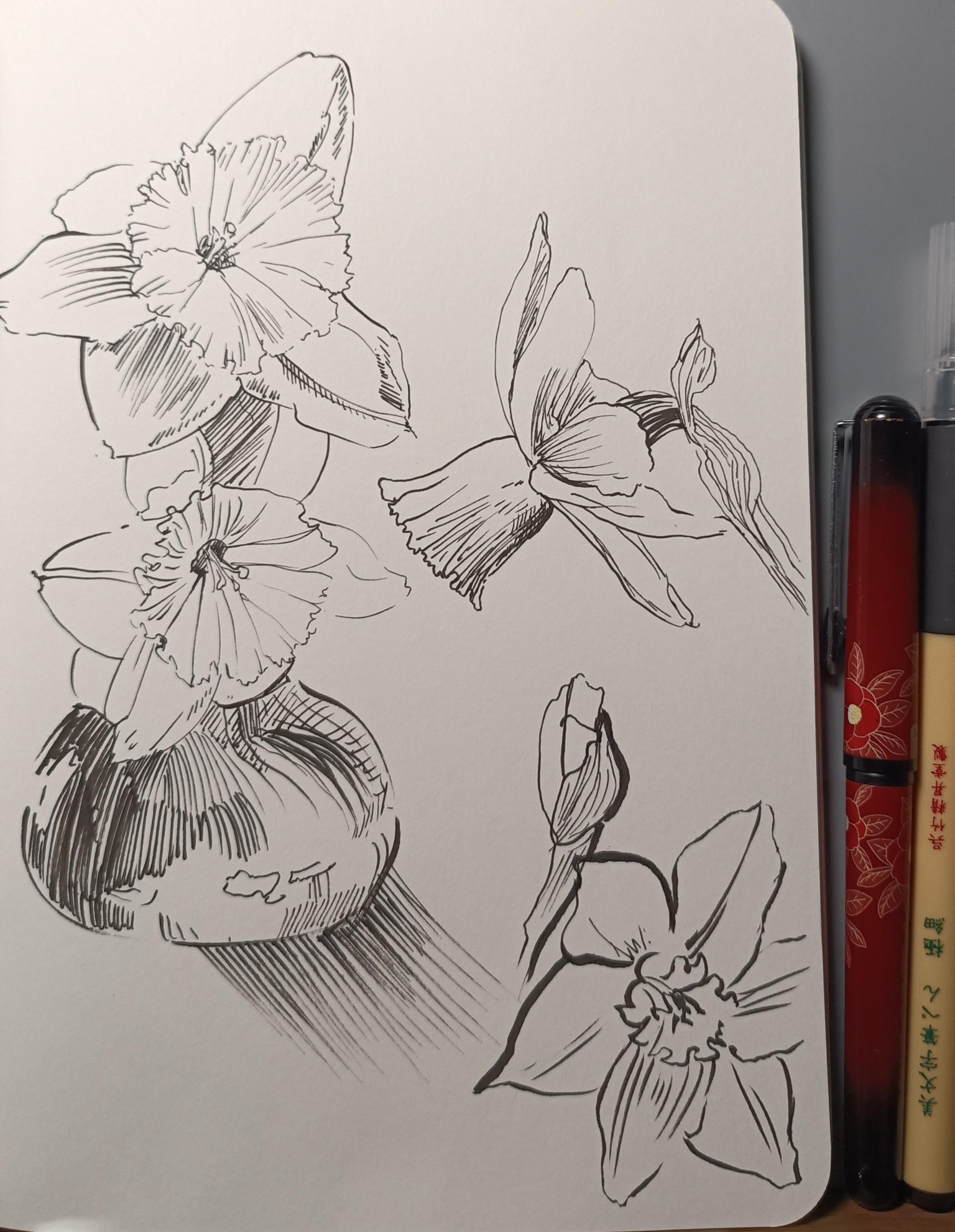 daffodils :) - image 1 - student project