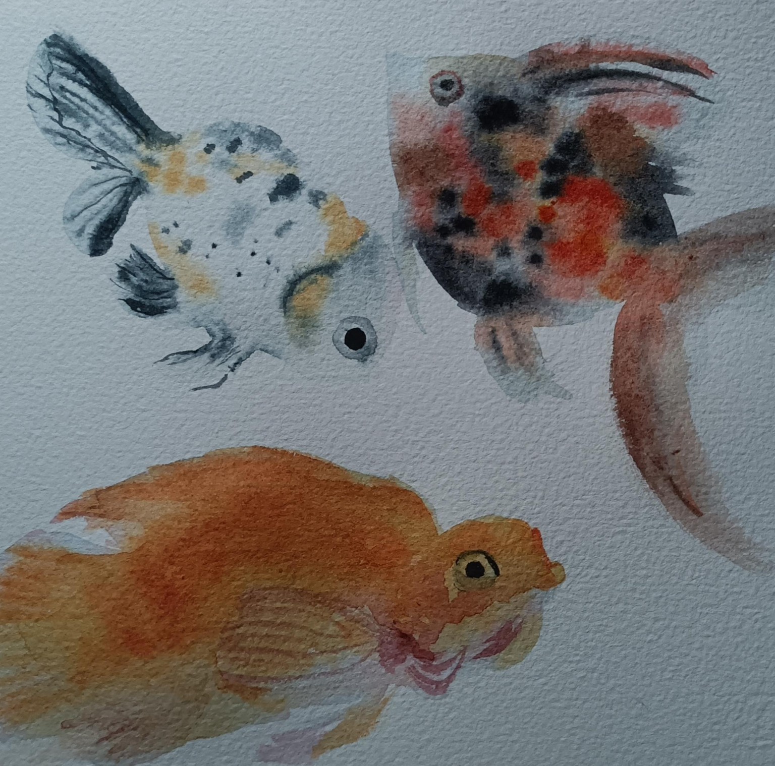 fishies - image 1 - student project