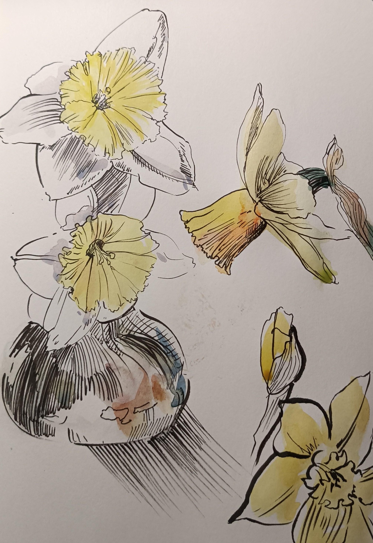 daffodils :) - image 2 - student project