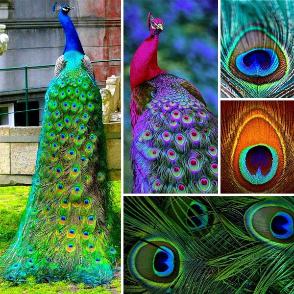 Real Time Peacock Mandala Design - image 1 - student project