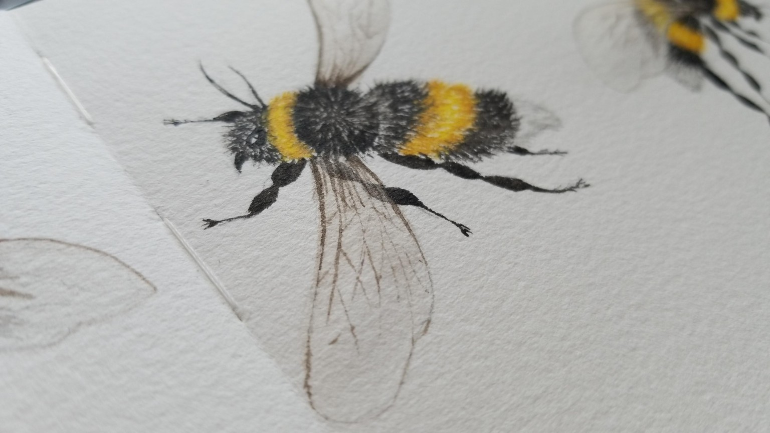 watercolour - Bee - image 1 - student project