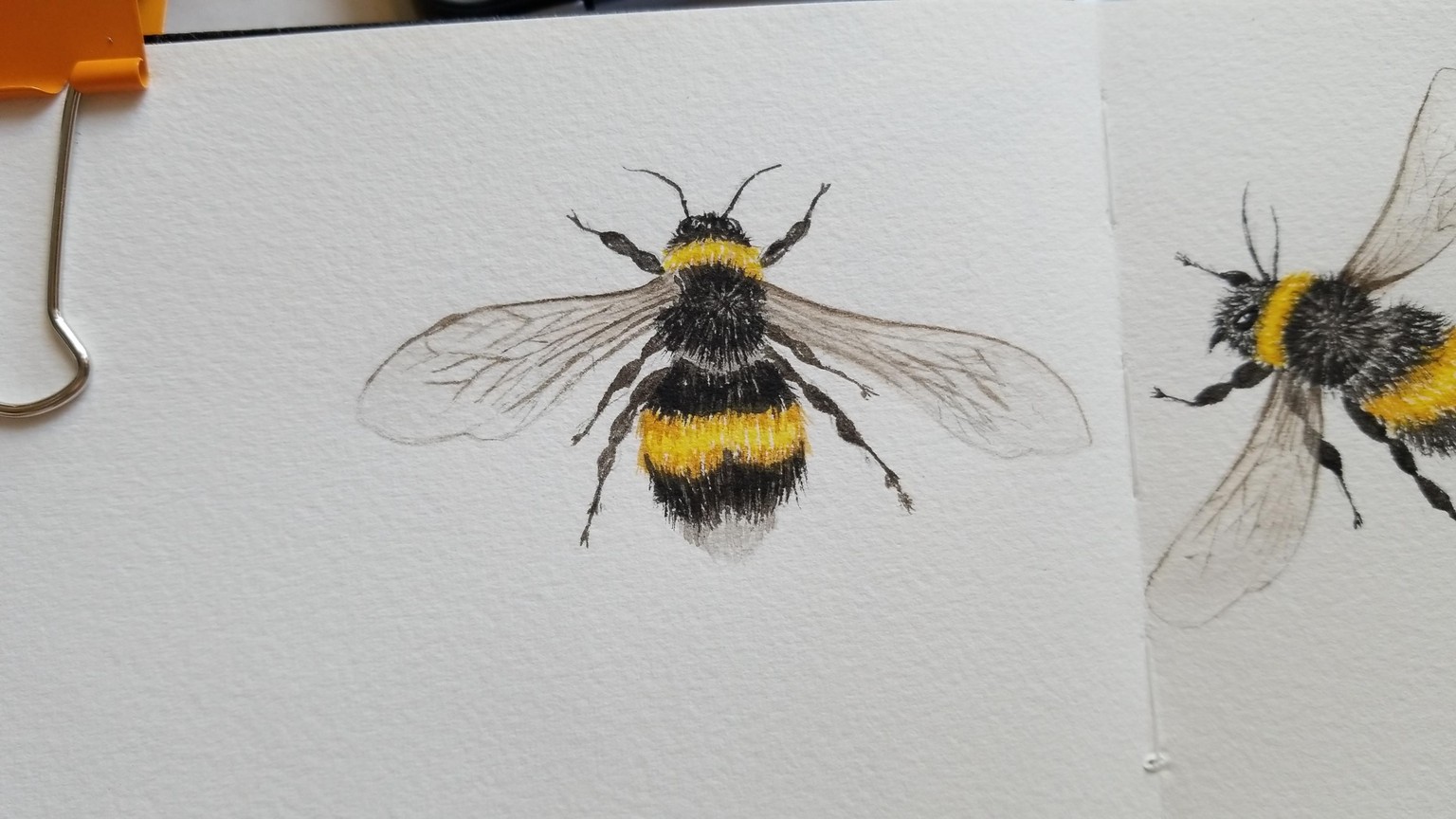 watercolour - Bee - image 3 - student project