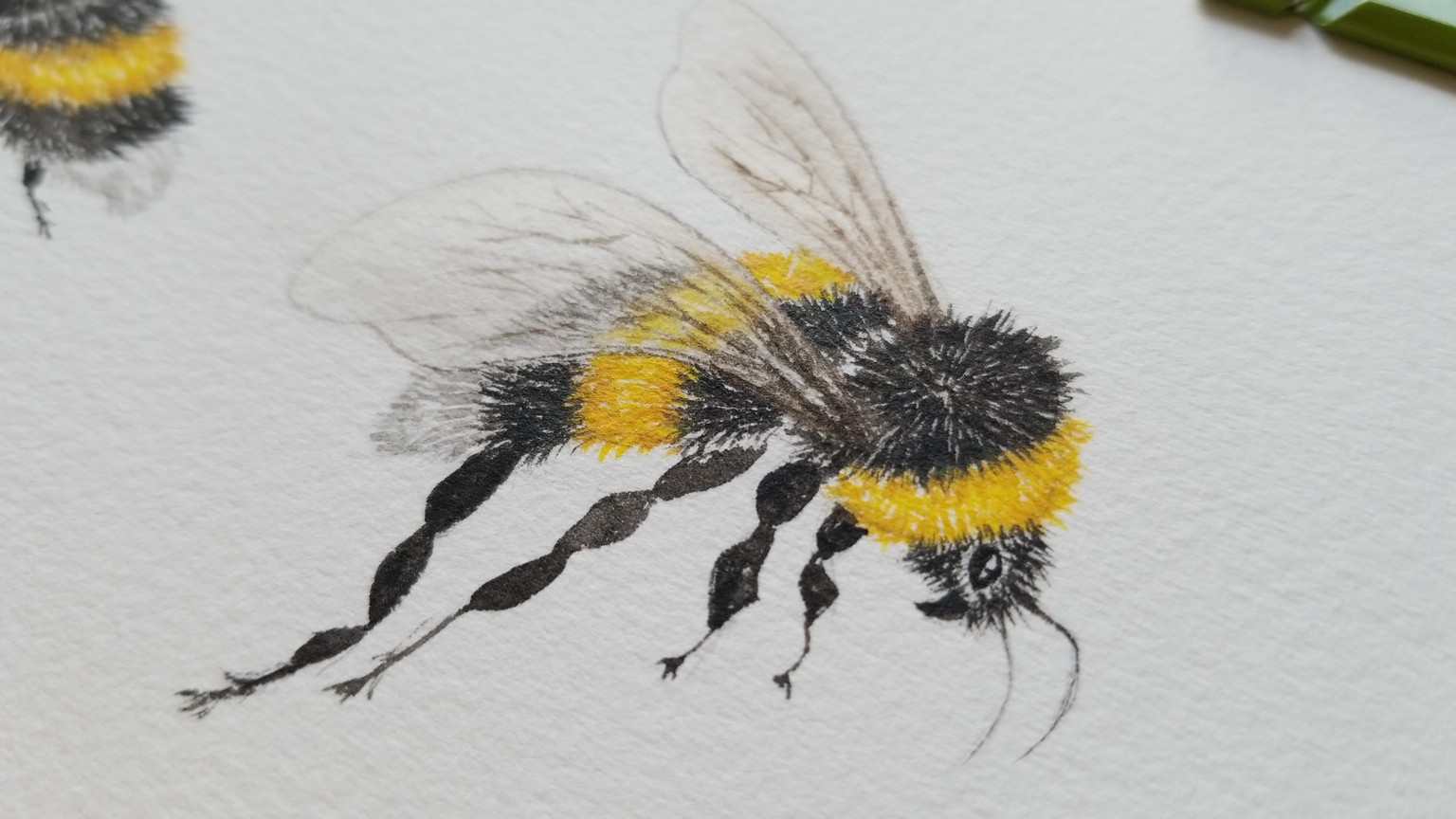 watercolour - Bee - image 2 - student project