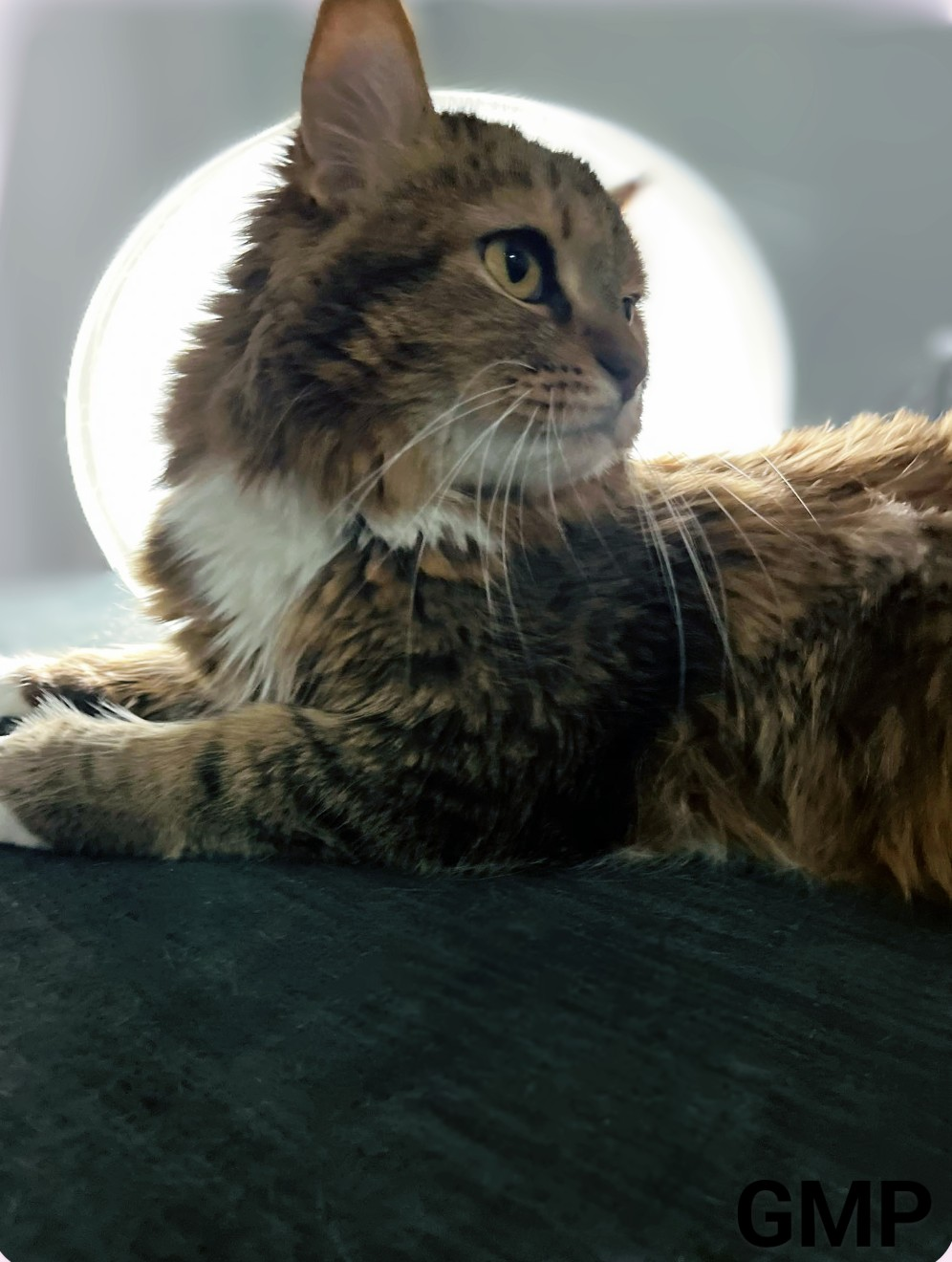 Nala's Portrait - image 1 - student project